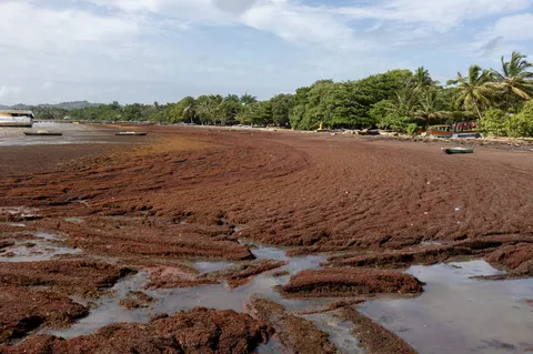 Sargazo — SABANA DE LA MAR (Este)